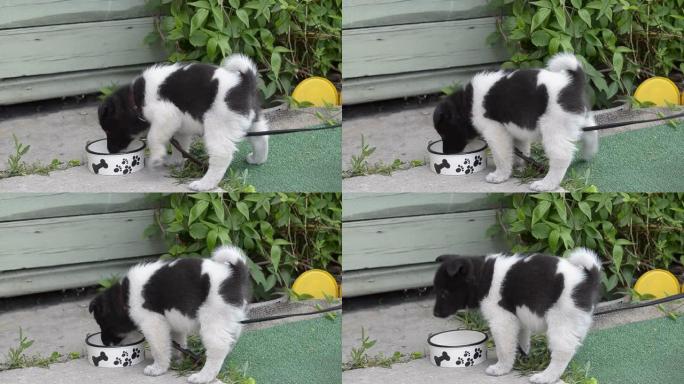 可爱又有趣，小斑点小狗从碗里喝水
