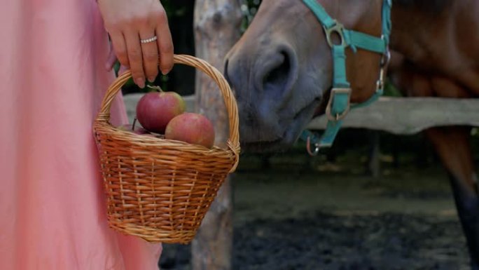 女孩手里拿着马附近的柳条筐苹果。女孩用苹果喂马。4k. 4k视频
