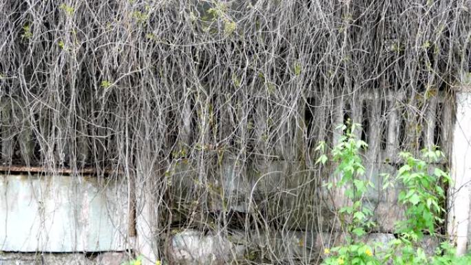 常春藤爬上栅栏的旧混凝土墙。
