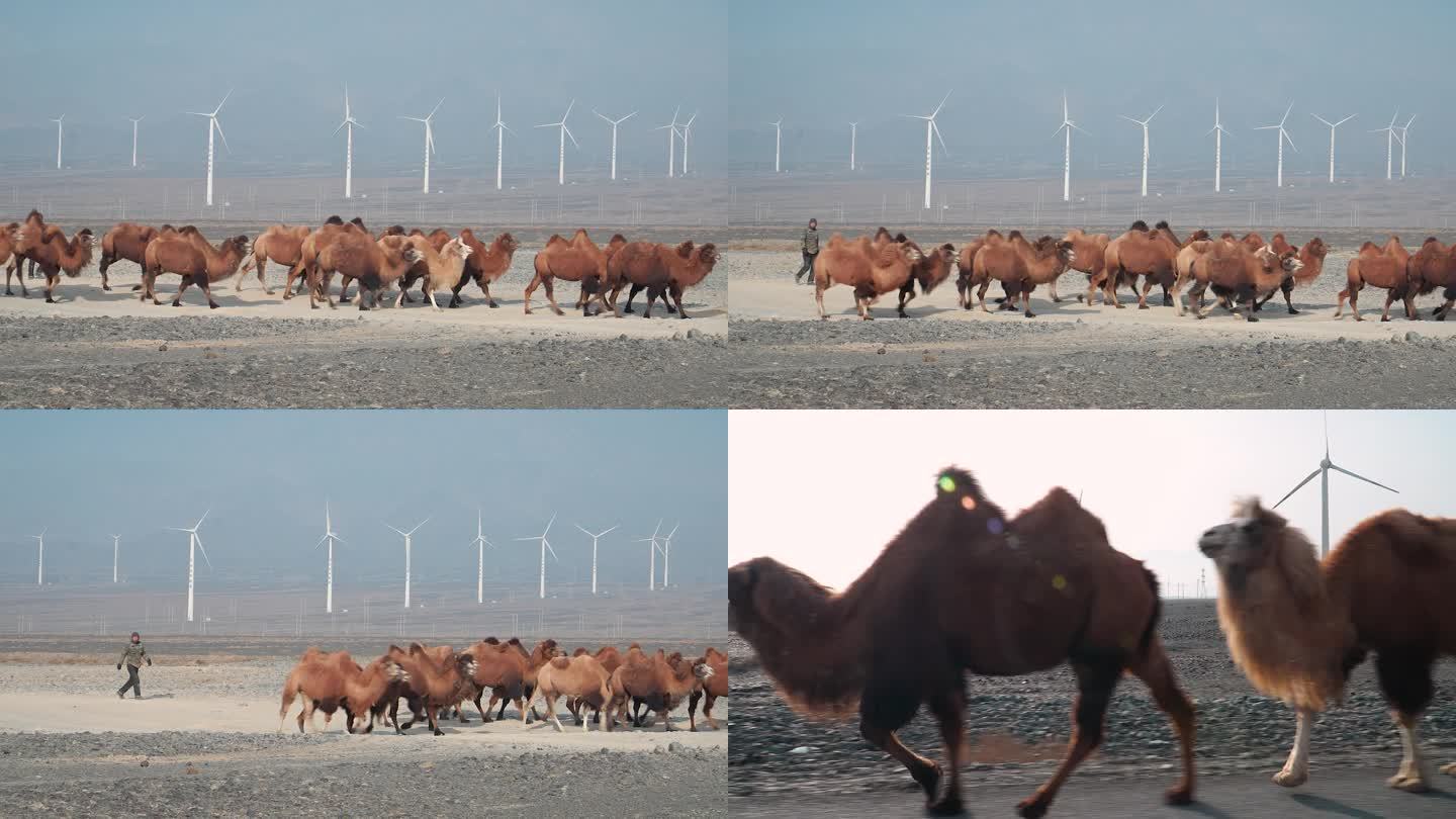 西北戈壁 骆驼 风电