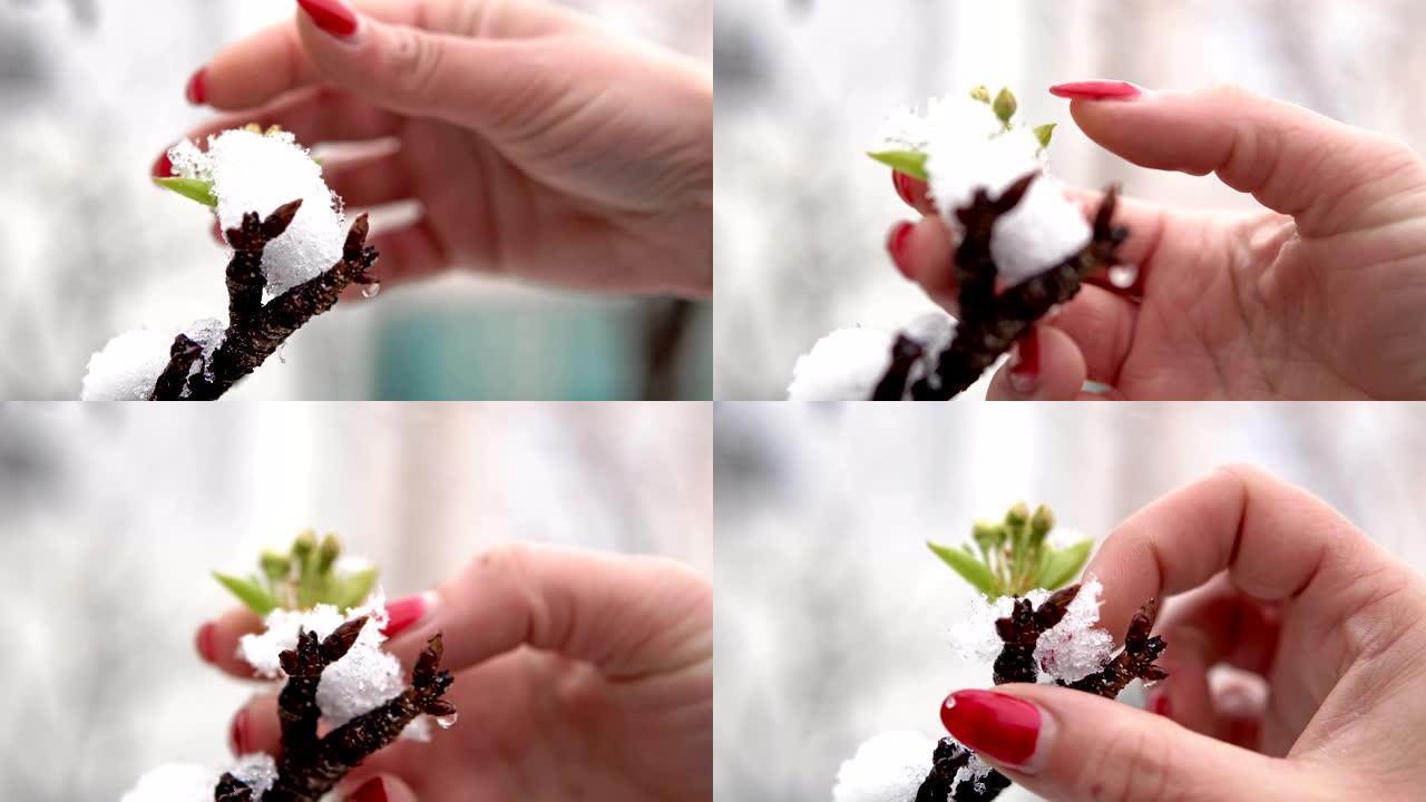 电影拍摄的女人用红色指甲清洁春天樱花和树枝上的雪