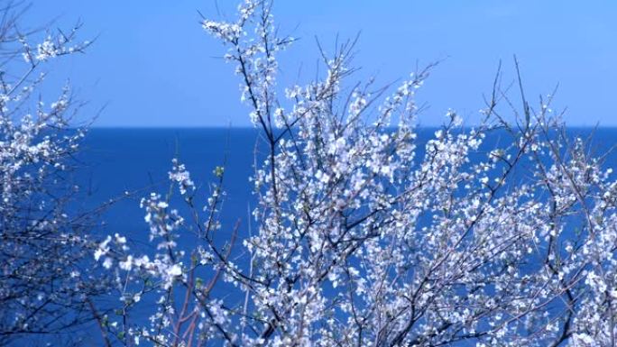美丽的树枝，在大海和天空背景上有小白花。
