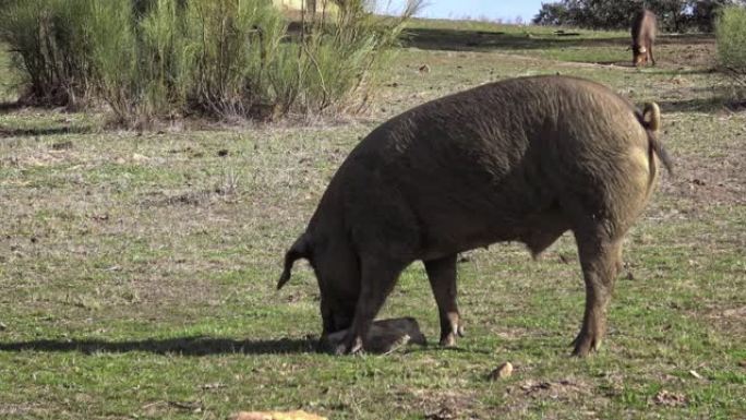 4k黑伊比利亚猪在草原埃斯特雷马杜拉 (Extremadura) 的橡树上放牧