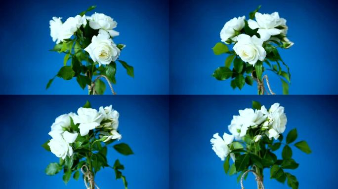 一束美丽的白玫瑰在蓝色