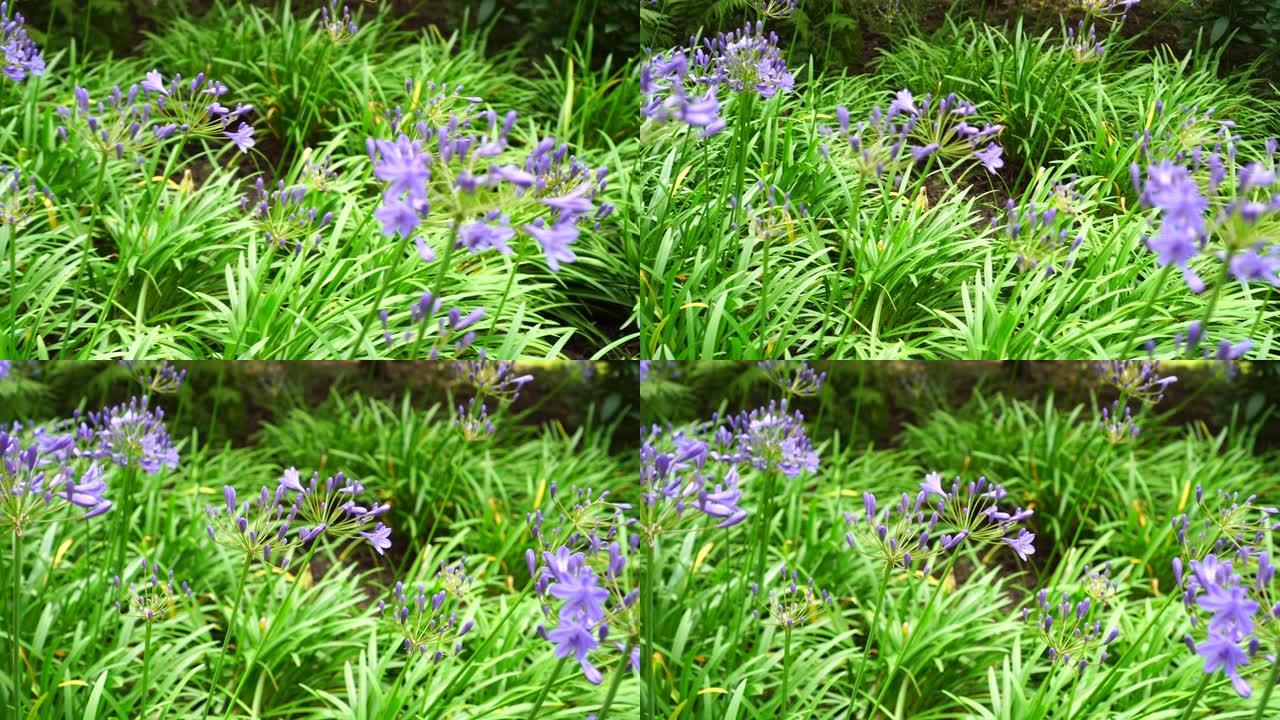 公园花坛里美丽的蓝色花朵迎风飘扬