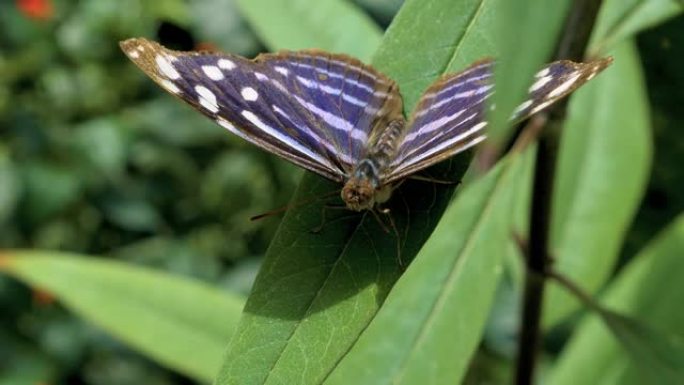棕色和白色，带有白色斑点的蓝色蝴蝶