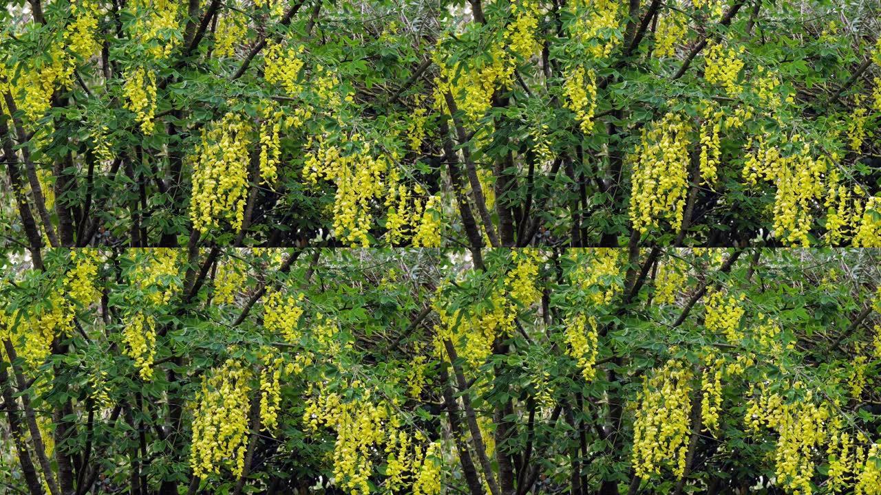 金链树，唇形花，盛开，春天，法国诺曼底，慢动作4K