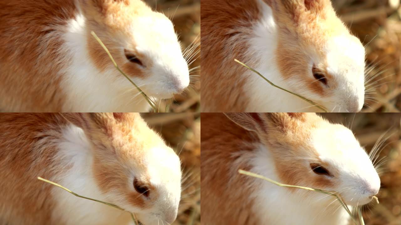 兔子吃食物
