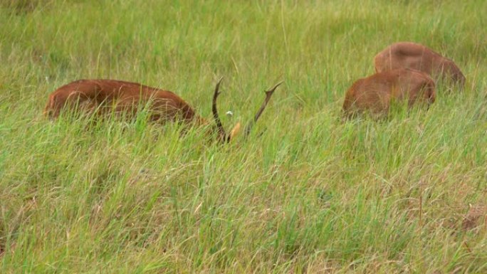 鹿群在自然界的丘陵草地上吃草，在高山森林上美丽的野生动物