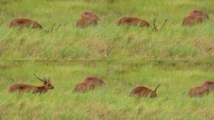 鹿群在自然界的丘陵草地上吃草，在高山森林上美丽的野生动物