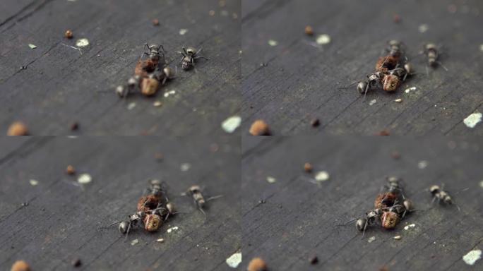 大量大蚂蚁的宏慢mo携带死虫筑巢。殖民地