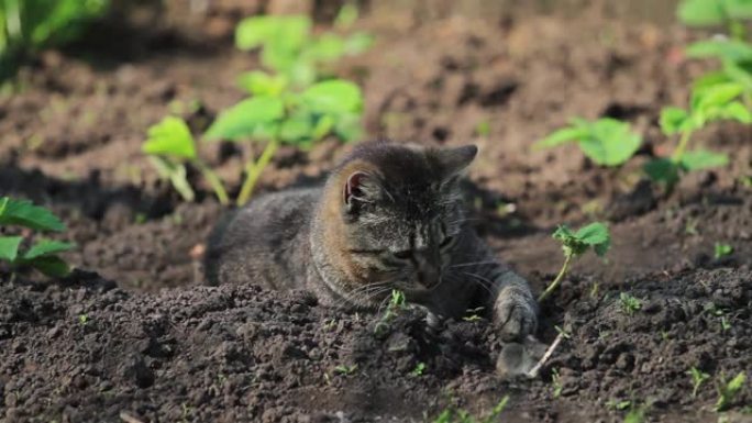 猫玩被抓的老鼠