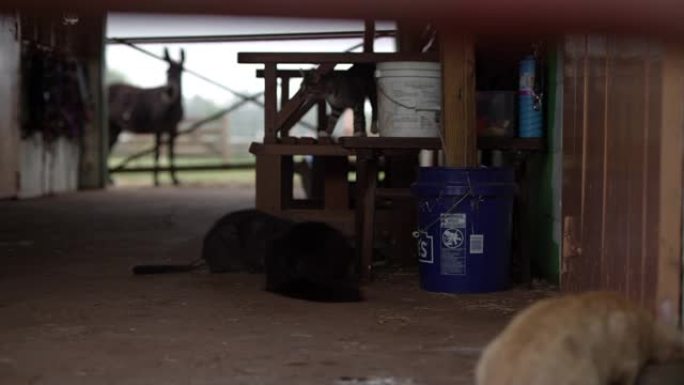 一群农场猫在马stable里觅食并走动