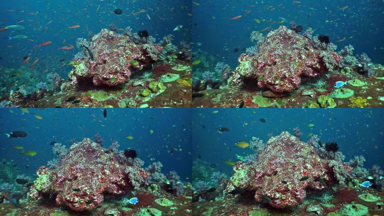 泰国受损珊瑚礁上的热带鱼
