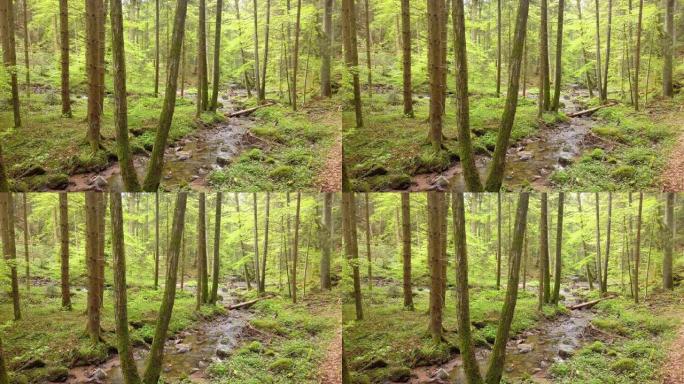 春天森林中的小溪偏离