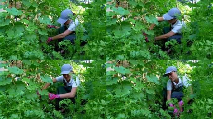 夏季园艺和照顾植物。年轻女子在花园里工作，捡起黄瓜。在菜园里工作。