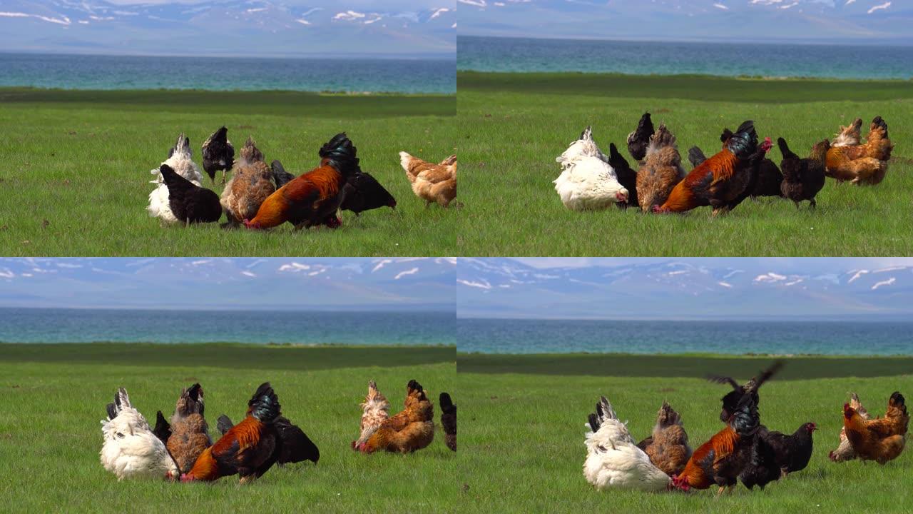 吉尔吉斯斯坦宋科尔湖的公鸡和鸡