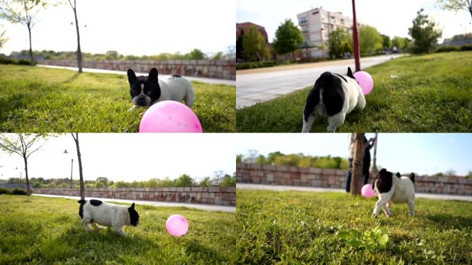法国斗牛犬追逐气球