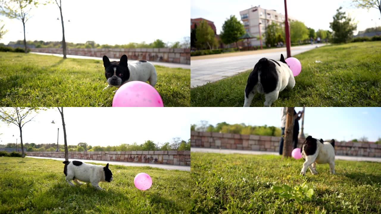 法国斗牛犬追逐气球
