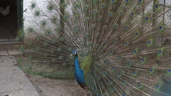 华丽的孔雀展示了他五颜六色的羽毛