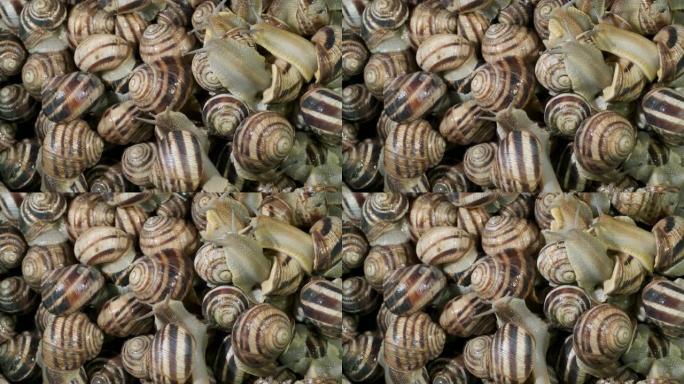 一群食物蜗牛的特写。活蜗牛的背景。顶视图-4K/60fps