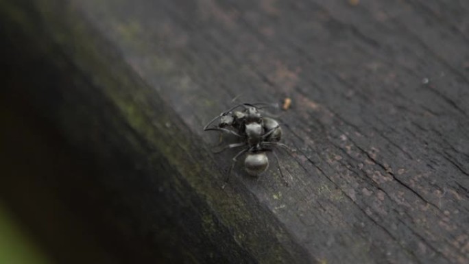 两只黑蚂蚁在台湾森林野外战斗的特写慢镜头