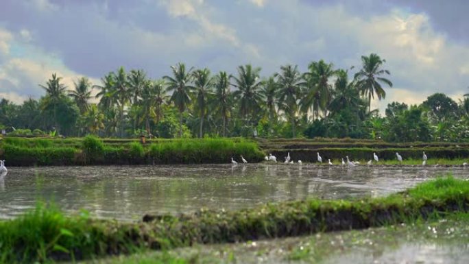 一群白鹭在稻米上的慢镜头。田地上沾满了泥水，准备种植水稻。美丽的乡村景色。前往东南亚的概念。
