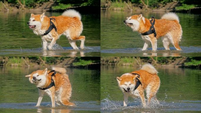 秋田芝犬日本狗在河沙滩上抖水，超慢动作。森林背景