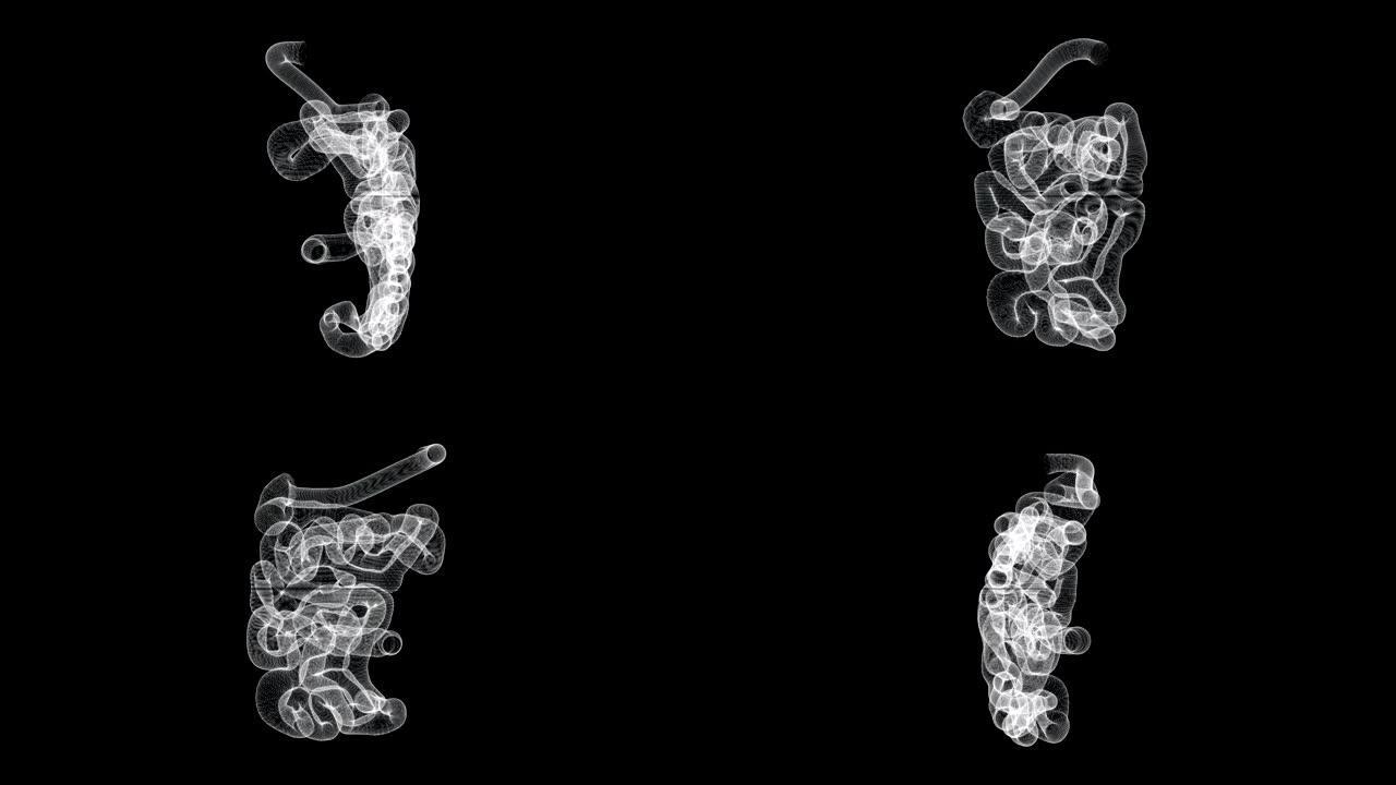 人体小肠的全息屏幕3d-loop