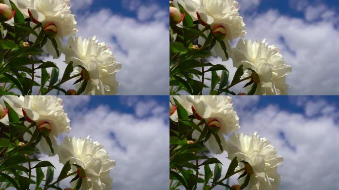 蓝天背景上的特写白色芳香牡丹。花蕾和张开的花朵在空中移动。阳光下盛开的白色牡丹