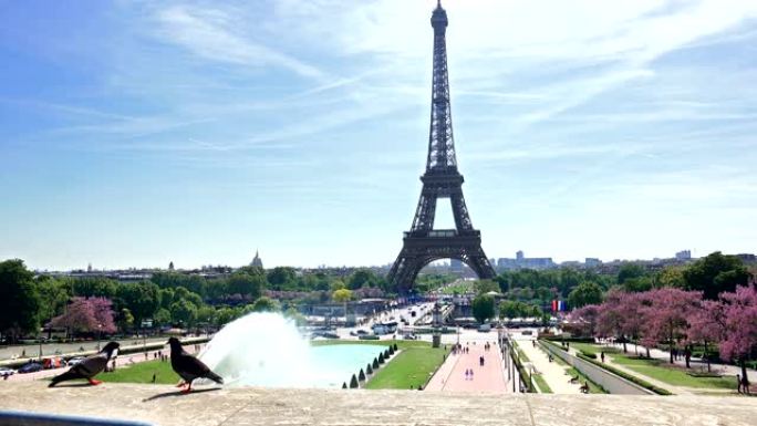 在Trocadero上的鸽子鸟，可以看到法国巴黎的埃菲尔铁塔