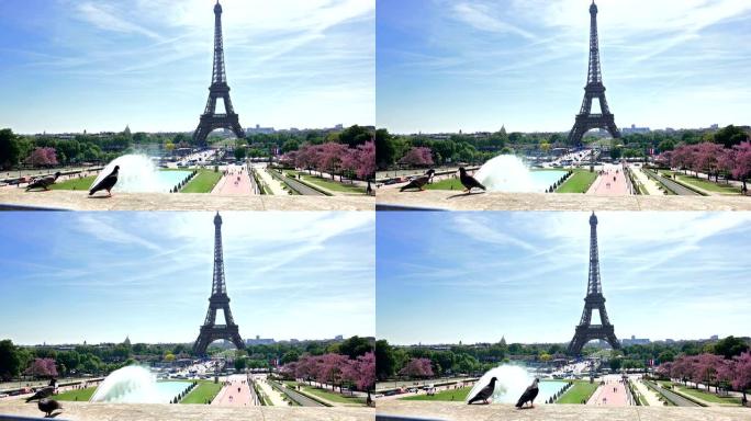 在Trocadero上的鸽子鸟，可以看到法国巴黎的埃菲尔铁塔