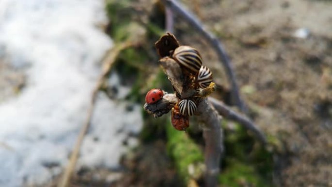 科罗拉多马铃薯甲虫和瓢虫宏视频。树枝上没有多少科罗拉多甲虫。脚和腹部的特写可见。