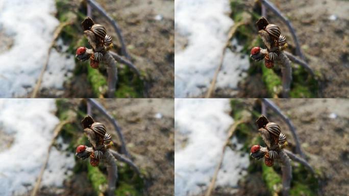 科罗拉多马铃薯甲虫和瓢虫宏视频。树枝上没有多少科罗拉多甲虫。脚和腹部的特写可见。