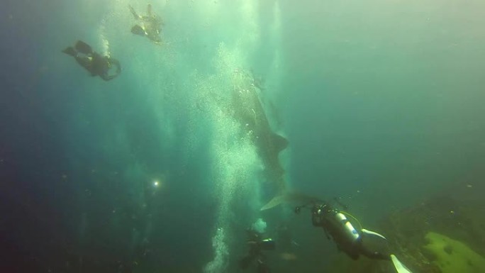 一群潜水员跟随鲸鲨游泳