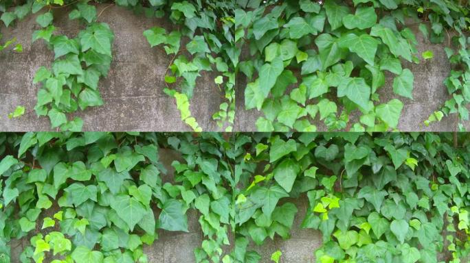 墙上爬行的新鲜绿色常春藤