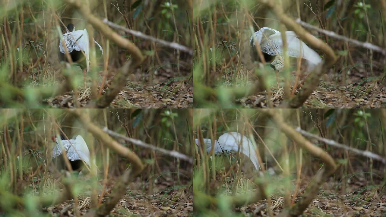 银雉在森林中行走，选择性聚焦为背景。泰国热带森林的雄性银雉。