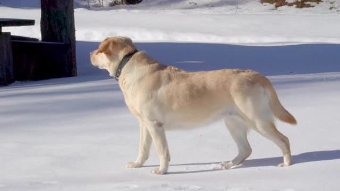 雪外的拉布拉多犬狗