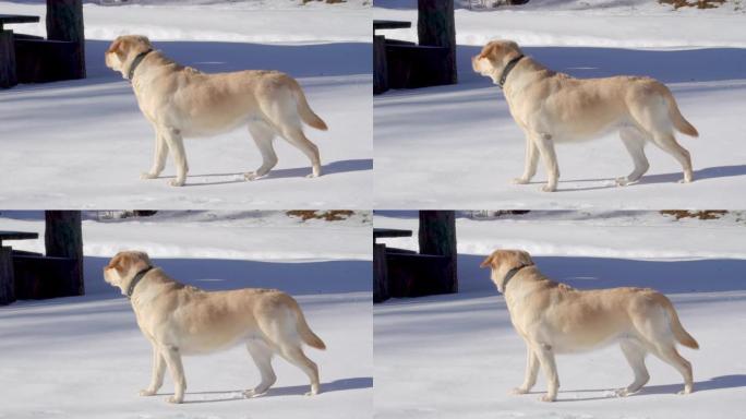 雪外的拉布拉多犬狗