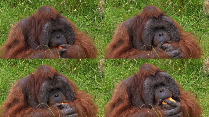 猩猩，pongo pygmaeus，男性坐在草地上，吃东西，慢动作4K