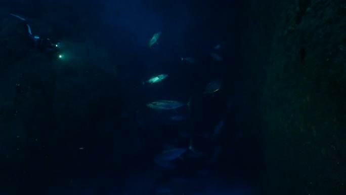 狗牙金枪鱼学校在黑暗的海底洞穴游泳