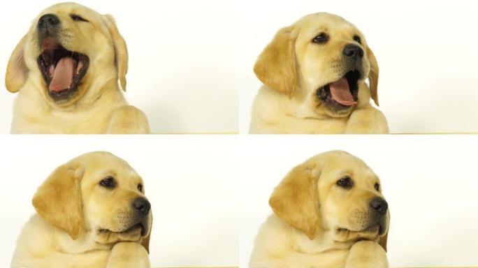 黄色拉布拉多猎犬，白色背景上小狗打哈欠的肖像，诺曼底，慢动作4K