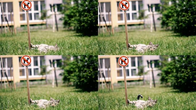 禁止遛狗。猫躺在草地上靠近 “禁止遛狗” 的标志