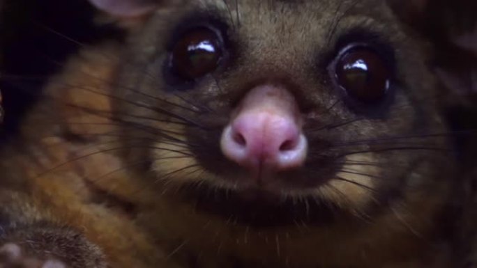 一个可爱的澳大利亚负鼠的特写
