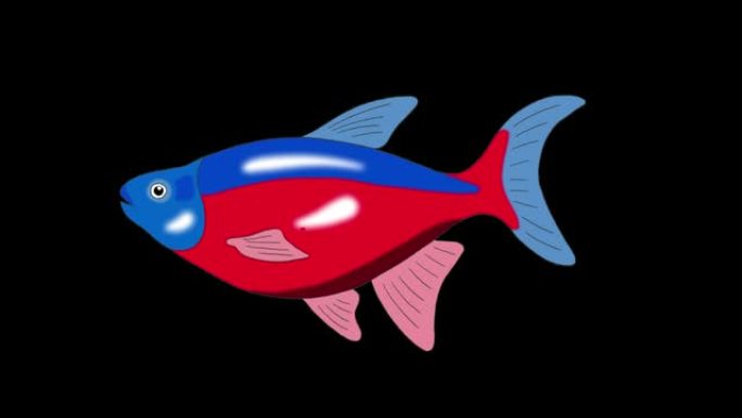 红蓝条纹水族馆鱼阿尔法哑光环形