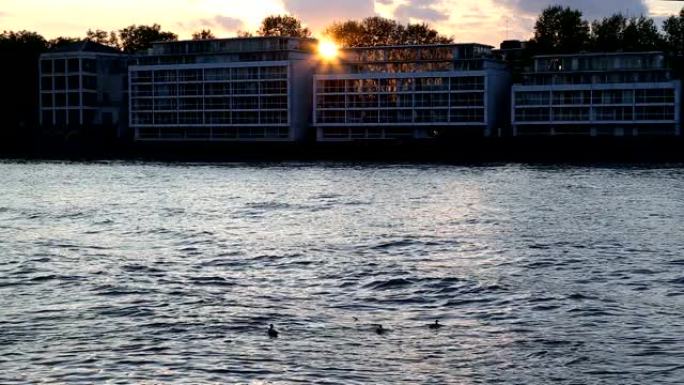 鸭子在日落时在伦敦沃克斯豪尔 (Vauxhall London) 的居民楼前的泰晤士河上游泳
