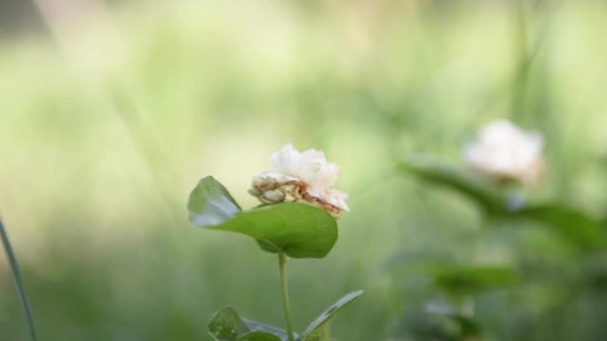 阿拉伯茉莉