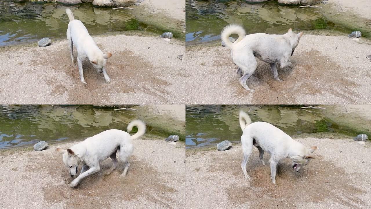 狗在河附近的沙子上拉屎