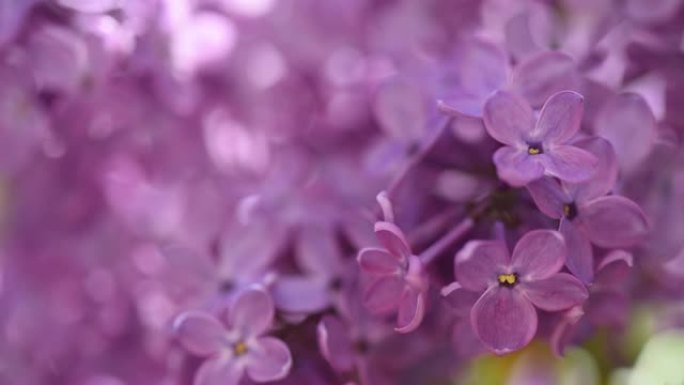 紫色的淡紫色的花