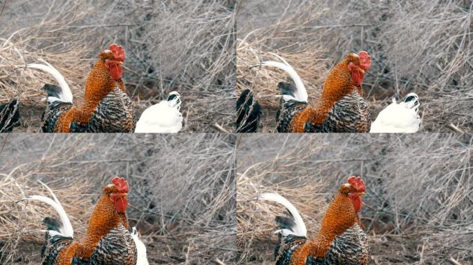 黑白农场鸡和美丽的大红头发黑公鸡在干草中吃草